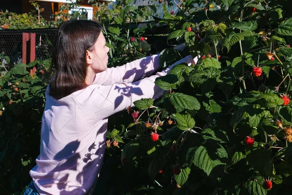 Mujer morena joven arrancando frambuesas de los arbustos en el país. Desenfoque . — Foto de Stock