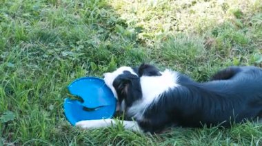 Çim üzerinde yalan plastik bir disk ile oynayan köpek. Kemiren.