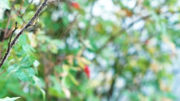 Telaraña en el bosque. Vista de primer plano . — Vídeo de stock