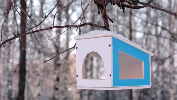 Alimentador de aves de madera en el árbol en el parque de invierno. Vista de primer plano — Vídeos de Stock