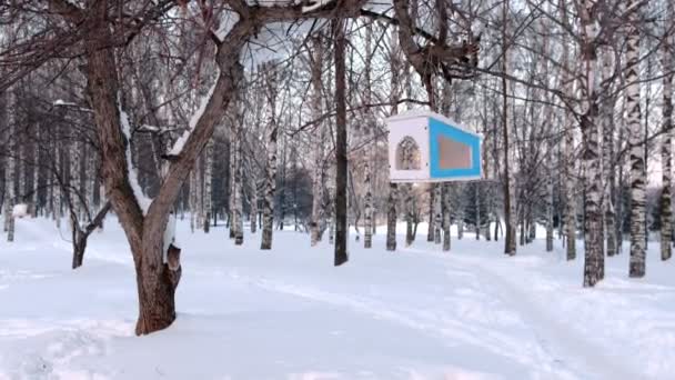 Mangeoire d'oiseaux en bois sur l'arbre dans le parc forestier d'hiver . — Video