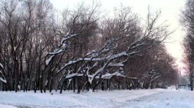 Kış parkta ağaçların dalları üzerinde kar sürüklenir.