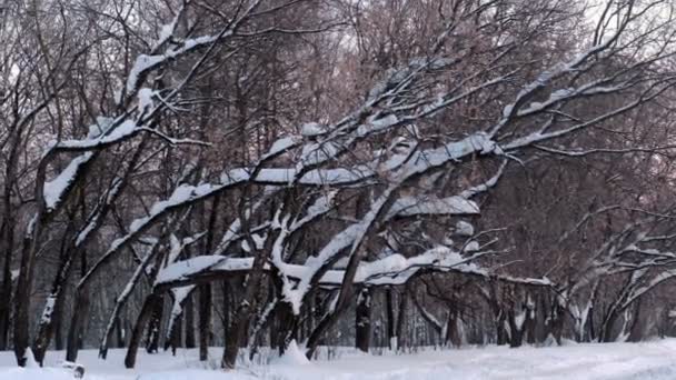 Снег дрейфует на ветвях деревьев в зимнем парке в аллее деревьев — стоковое видео