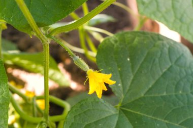 Sera içinde çiçekli bitkiler salatalık.