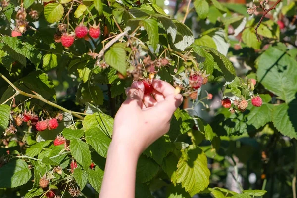 Child tearing raspberries from the bushes in the country. — Stock Photo, Image