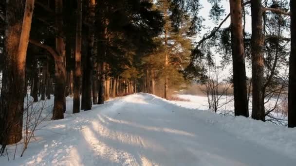 Camino cubierto de nieve en el bosque de invierno. Luz del sol a través de los árboles . — Vídeos de Stock