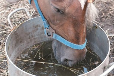 Bir tencereye içecekler at. At baş yakın çekim.