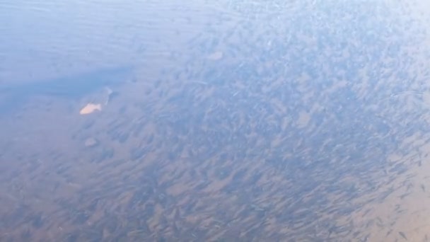 Flock av små fiskar i floden under vattnet. Massor av fisk. — Stockvideo