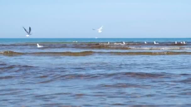 Beau paysage marin avec vagues, plage de sable et mouettes nageuses . — Video