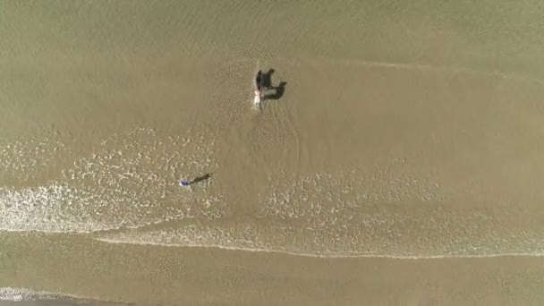 Luchtfoto bovenaanzicht van de hond en de mensen aan de zee op zand strand in de zomer zwemmen. — Stockvideo