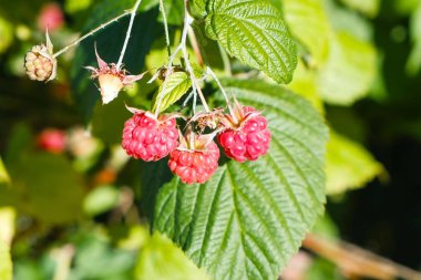 Ahududu Bush ülkede açık olgun çilek ile.