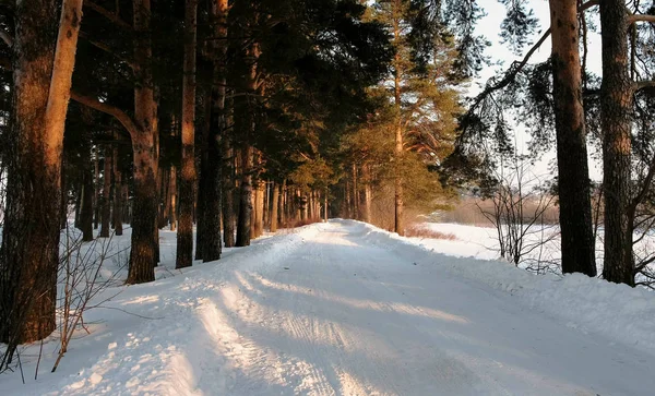 Sneeuw bedekte weg in het woud van de winter. Zonlicht door de bomen. — Stockfoto