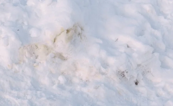 Exkremente von Haustieren im Schnee im Winterpark. — Stockfoto