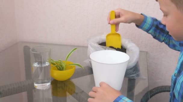 Pflanzenpflegekonzept. Junge pflanzt Zimmerpflanze. verschiebt die Erde mit einem kleinen Duschgel in einen Topf. Seitenansicht. — Stockvideo