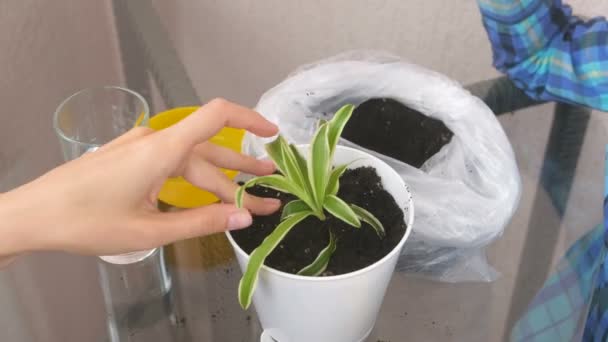 Plant care concept. Mom and sons hands are planting houseplant. Repotting the Chlorophytum in the pot. Boy shifts the earth in a pot with a small showel. Top view. — Stock Video