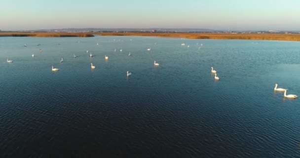 Rybník s labutí na pozadí města, letecké záběry při západu slunce. — Stock video