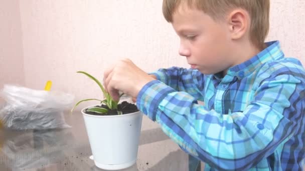 Koncepcja pielęgnacji roślin. Chłopiec jest sadzenie houseplant i podlewanie. — Wideo stockowe