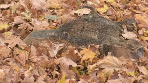 Stump belle forme parmi les feuilles jaunes à l'automne . — Video