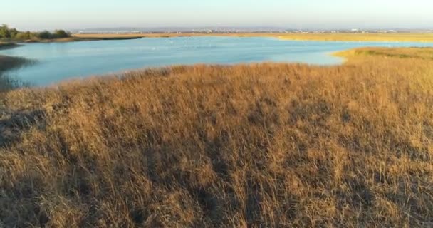 Prairies humides, marais sur fond de ville, images aériennes avec des cygnes au coucher du soleil . — Video