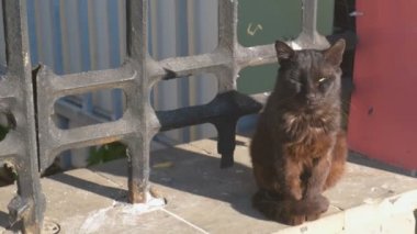 Kahverengi kedi oturma ve Park güneşin tadını çıkarma.