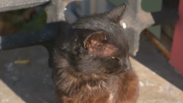 Gato marrom sentado e se saciando ao sol no parque . — Vídeo de Stock