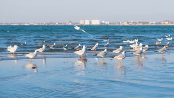 Seagulls on the sand beach in the waves. Coastal town in the distance. — Stock Video