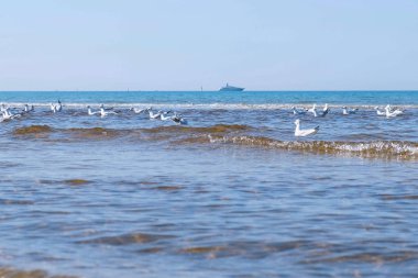 Dalgalar, kum plaj ve yüzme martılar ile güzel deniz manzarası.