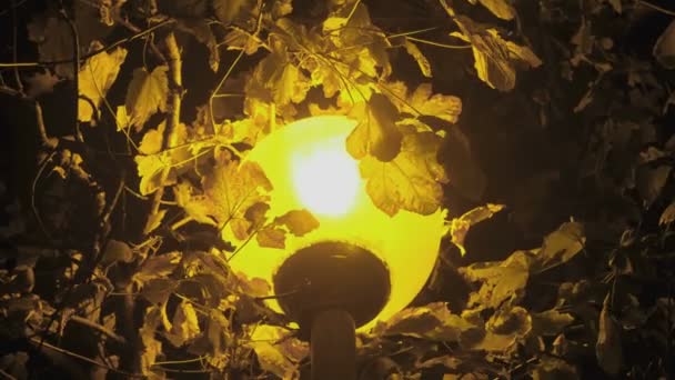 Уличный фонарь под деревом ночью в темноте с желтым светом крупным планом . — стоковое видео