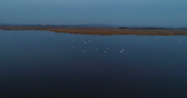 Cisnes brancos nadam no lago à noite no escuro. Imagens aéreas bonitas no outono . — Vídeo de Stock