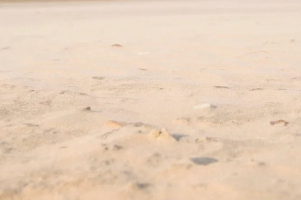 Rastros de animales y personas en la playa de arena . —  Fotos de Stock