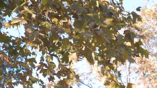 Кленове дерево з жовтим і зеленим листям восени . — стокове відео