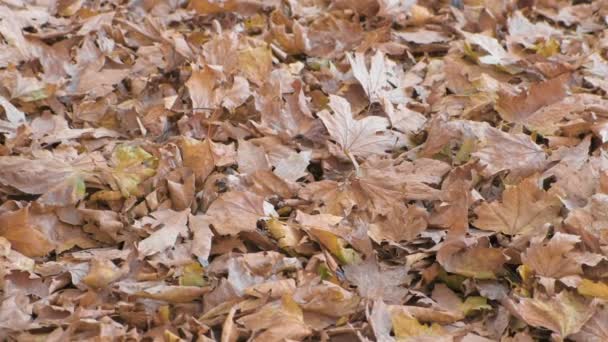 Hermosa vista de hojas de otoño de arce amarillo seco y marrón en el suelo . — Vídeos de Stock