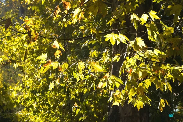 Podzimní krásné zelené maple strom s barevné listí. — Stock fotografie