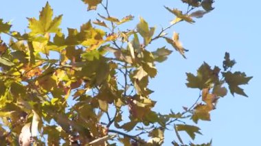 Mavi gökyüzüne karşı sonbaharda akçaağaç ağaç sarı ve yeşil yaprak.