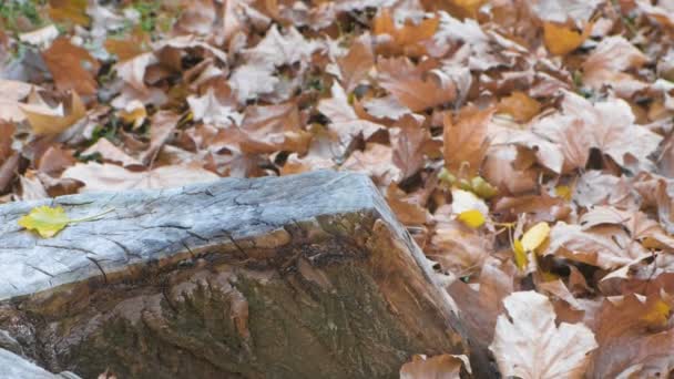 Stump belle forme parmi les feuilles jaunes à l'automne . — Video