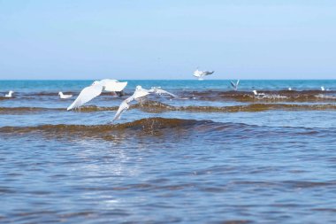 Dalgalar, kum plaj ve yüzme martılar ile güzel deniz manzarası.