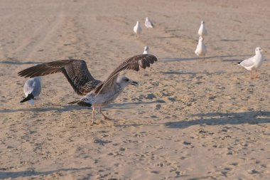 Kuşlar martılar kumlu dune sahilde ekmek yemek.
