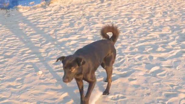 Cão está vindo para as pessoas na praia de areia . — Vídeo de Stock