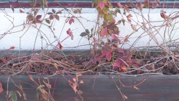 Houten flowerbed op straat met gedroogde planten. — Stockvideo