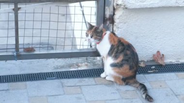 Sokakta yürürken yerli kedi. Kayıp kedi.