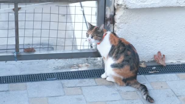 Домашня кішка, що йде по вулиці. Загублений кіт . — стокове відео