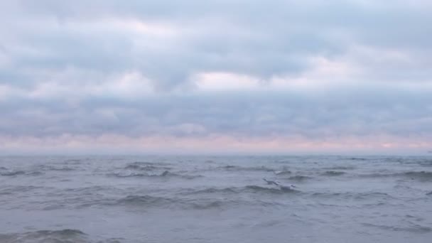 Mouettes dans les vagues de la mer. Beau paysage marin avec coucher de soleil rose et nuages bleus . — Video