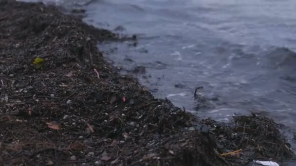 Alghe Kamka sulla spiaggia di sabbia al tramonto . — Video Stock