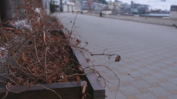 Holzblumenbeet auf der Straße mit getrockneten Pflanzen direkt am Meer in Küstenstadt. — Stockvideo