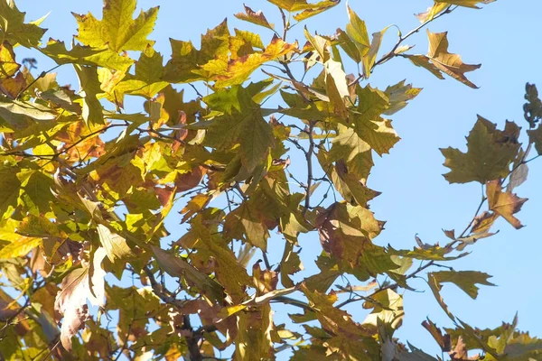 Javor s žluté a zelené listí na podzim proti modré obloze. — Stock fotografie