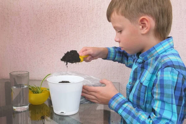 Plantebehandling. Gutten planter en husplante. Flytter jorden i en krukke med en liten spade . – stockfoto