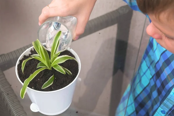 Concepto de cuidado vegetal. Chico está regando Chlorophytum planta de interior . — Foto de Stock