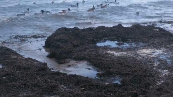 Anatre di uccelli marini e gabbiani nuotano in mare. Alghe Kamka sulla spiaggia di sabbia al tramonto . — Video Stock