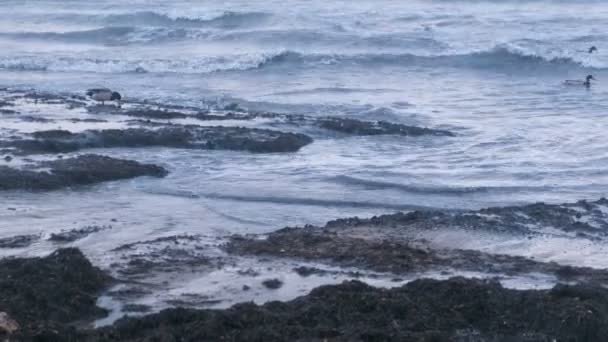 Sea birds ducks and seagulls swim in the sea. Kamka seaweed on the sand beach at sunset. — Stock Video