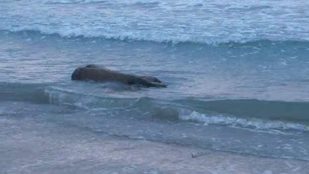 木のログは、海の波によって岸に打ち上げられました。美しい海の景色. — ストック動画